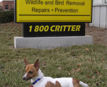Critter Control Family Pet