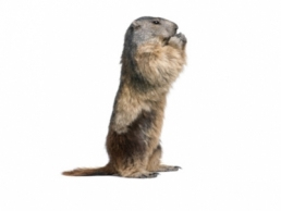 Critter Control of Columbus