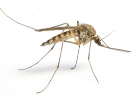 Critter Control of Columbus