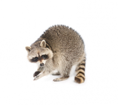 Critter Control of Columbus