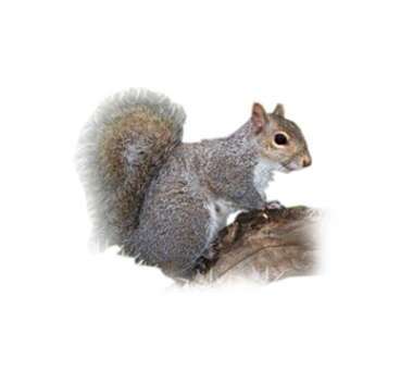 Critter Control of Columbus