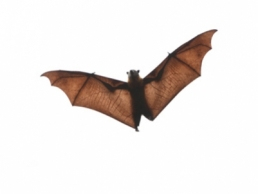 Critter Control of Columbus