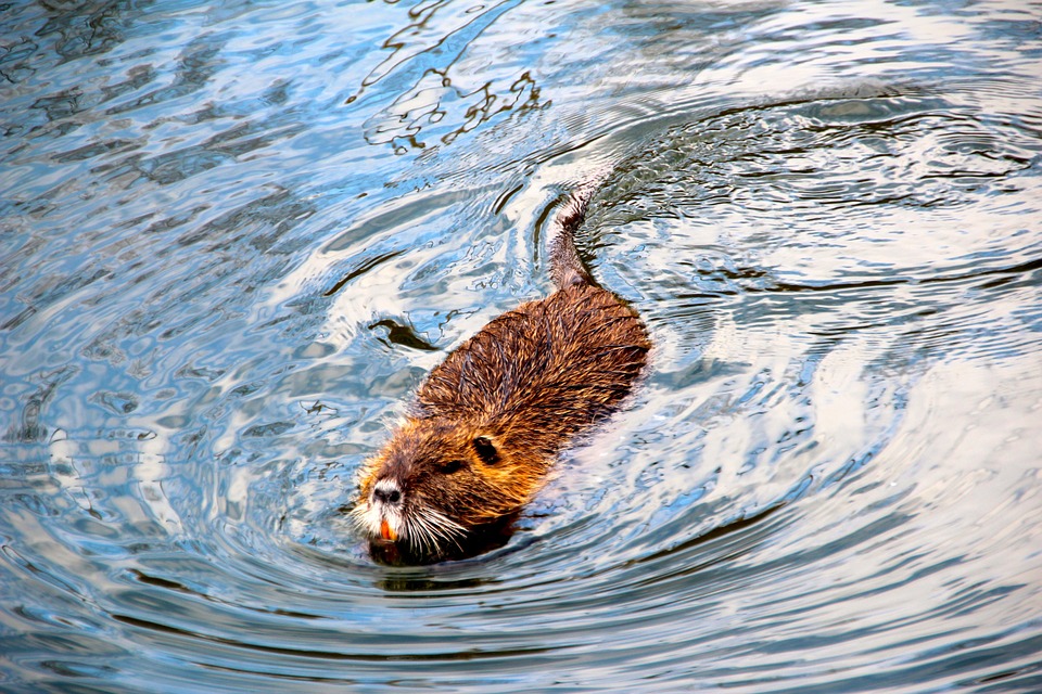Beaver problems in Columbus