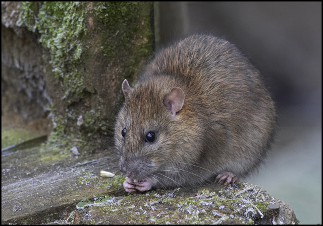 Brown rat issues in Columbus