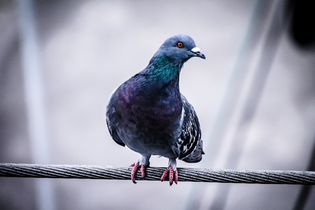 pretty pigeon