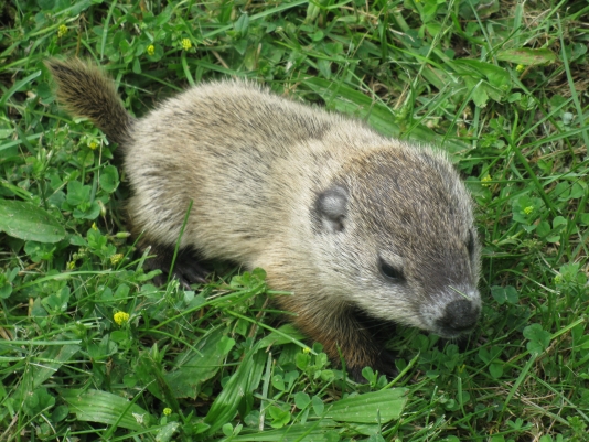 Critter Control management programs in Columbus