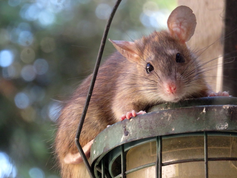 Mouse control in Columbus