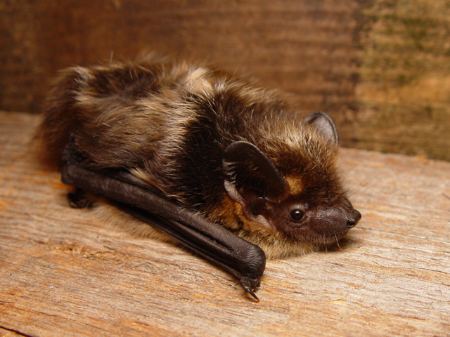 Bat removal services in Columbus 