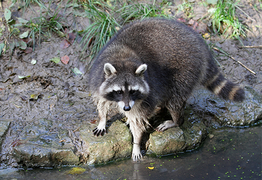 Raccoon removal in Columbus