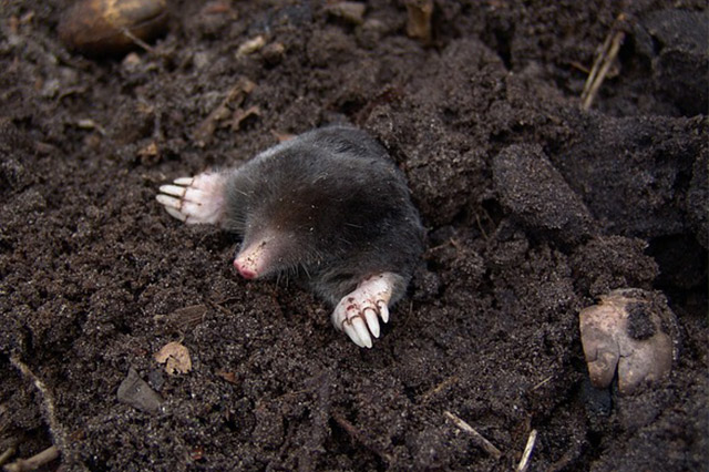Mole Damage in Columbus