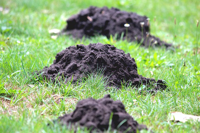 Mole Removal in Columbus