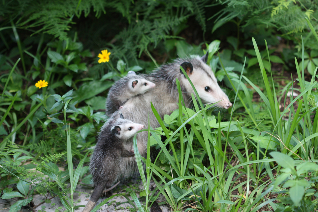 Opossum removal in Columbus