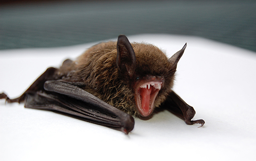 Bat Removal, Exclusion & Control Services - Critter Control of Hamilton  County