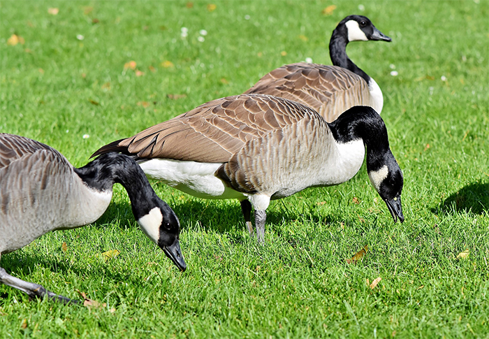 Goose removal in Columbus 
